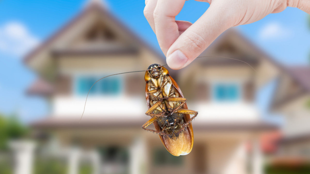 How to Keep Pests Away from Your Home