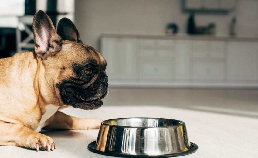 Benefits Of Fresh Pet Food For Your Adorable Pets You Must Know