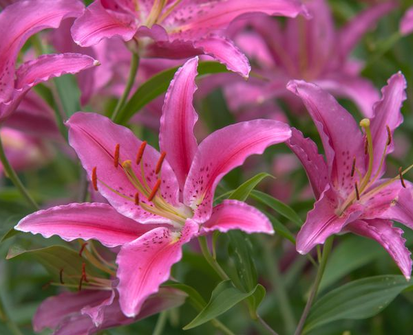Various Lily Varieties for Your Flower Bed