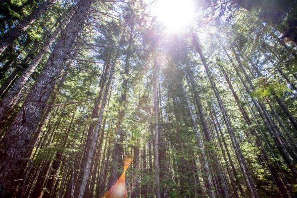 5 Benefits of a Managed Forest